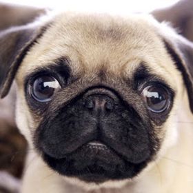 Benjamin Zajac - Pinterest Profile Picture of Benjamin Zajac (@benjaminz1945) on Pinterest