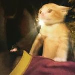 Profile Picture of Nelson Perez Cortes (@nelson_perez_cortes) on Instagram