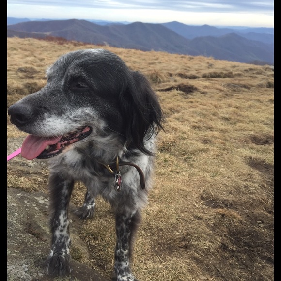 Profile Picture of Erica Fornaro (@efornaro) on Poshmark