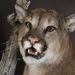 Profile Picture of Marco And Nancy Pilon (@sugarcreek_taxidermy) on Instagram