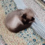 Profile Picture of Charlene A. McMullen (@charlenea.mcmullen) on Instagram