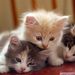 Profile Picture of Steckley Literhousen (@steckley) on Pinterest