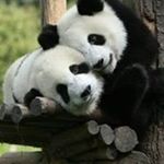 Profile Picture of Ashish Nair (@ashi_parth) on Instagram