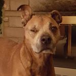 Profile Picture of Kim Wentzell StJohn (@kocopopsj) on Instagram