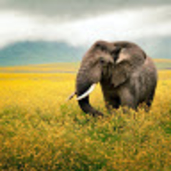 Profile Picture of Papa Affainie (@affainiepapa12) on Poshmark