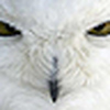 Profile Picture of Lori Stark (@faithrfail) on Flickr