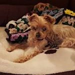 Profile Picture of Phyllis Lane Krebs (@phyllise13) on Instagram
