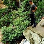 Nicholas Hawkins - Instagram Profile Picture of Nicholas Hawkins (@thewolf738) on Instagram