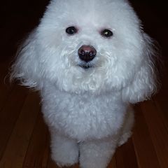 Profile Picture of lieu phan (@lieuphan782) on Tiktok