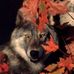 Autumn Wolf - Facebook Profile Picture of Autumn Wolf (@autumn.wolf.359) on Facebook
