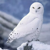 Profile Picture of Linda Logue (@misstakenband) on Youtube