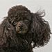 Profile Picture of Frankie Laney (@lacy06) on Pinterest