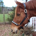 Profile Picture of Megan -equestrian & dog breeder (@the.macaroni.pony) on Instagram