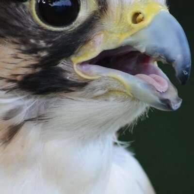 Profile Picture of Clive Thomas (@cjtmail) on Twitter