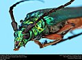 Profile Picture of Plinthocoelium suaveolenson Wikipedia
