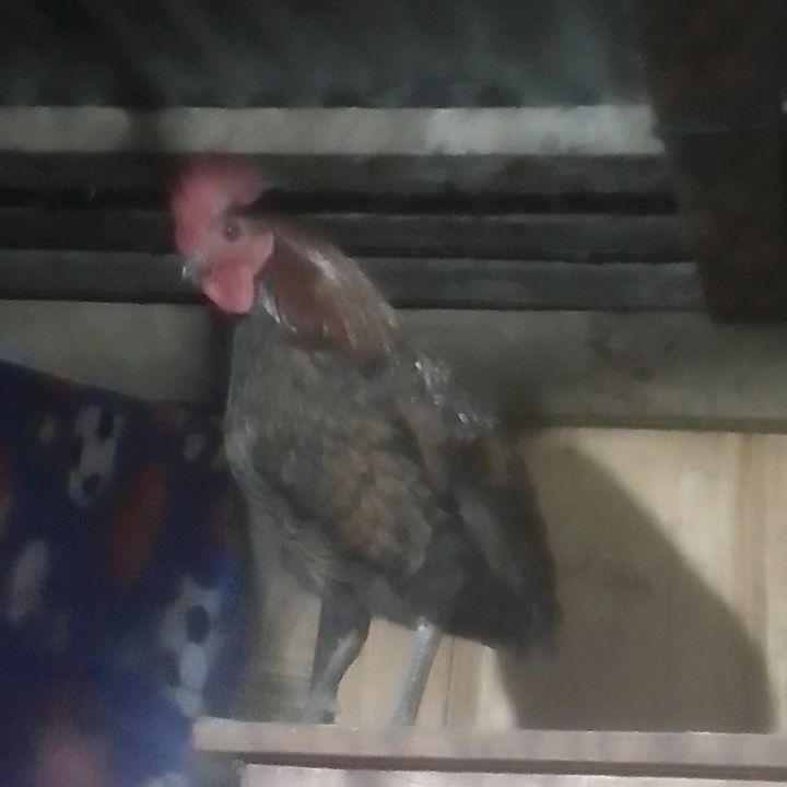 Alex Greff - Tiktok Profile Picture of Alex Greff (@alex.greff1) on Tiktok