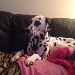 Profile Picture of Dino Walker (@dino_the_only_dog) on Instagram