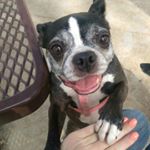 Profile Picture of Nikki the Amazing Boston (@nikkiandcompany) on Instagram