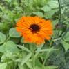 Profile Picture of Nancy Côté (@nancy.cote) on Tiktok