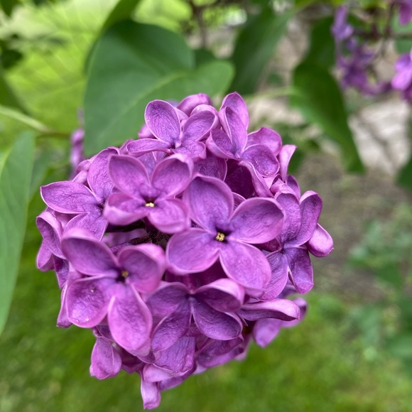 Profile Picture of Julia Smoker (@julias6600) on Poshmark