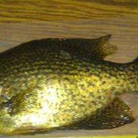 Profile Picture of Kyle Gorecki (@kyle-gorecki) on Quora