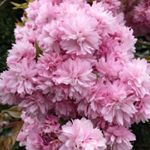 Profile Picture of Fiona Griffiths (@fionadgriffiths) on Instagram