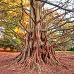 Profile Picture of 🌿✂Erick Schmidt🌲🌳 (@eschmidttxbonsai) on Instagram