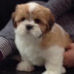 Profile Picture of Lucy<3 <3 (@lucy_sandilandsxxx) on Instagram