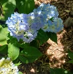 Profile Picture of Andrew Luck (@Andrew-Luck) on Facebook