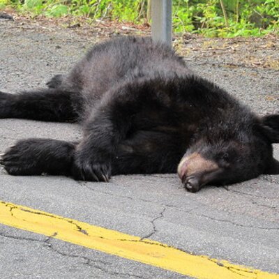 Profile Picture of Bob Folger Jr (@rjf_brain) on Twitter