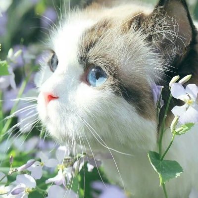 Profile Picture of Silvia Zhang (@Silviazhang15) on Twitter