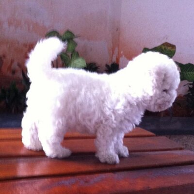 Profile Picture of Yajing.zhao (@Janet297) on Twitter