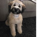 Profile Picture of Jodi Highr0lleR🐶 (@itsjwheats) on Instagram