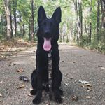 Profile Picture of Dax Thomas (@daxtheblackgsd_) on Instagram