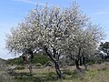 Pyrus bourgaeana - Wikipedia Profile Picture of Pyrus bourgaeanaon Wikipedia