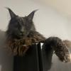 Profile Picture of Stacey Cassidy55 (@staceycassidy5) on Tiktok
