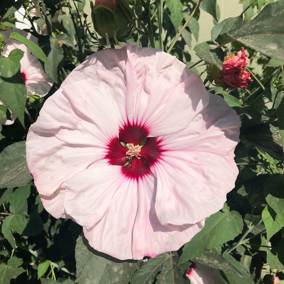 Profile Picture of Janice Schell (@jojo42562) on Poshmark