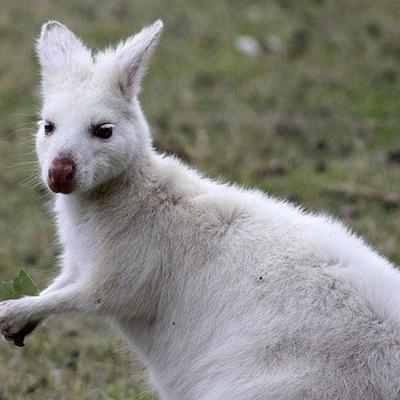 Profile Picture of Jeremy Morrow (@TheWhiteWallaby) on Twitter