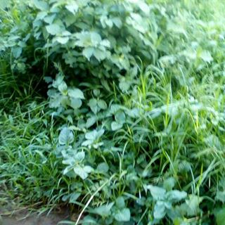 Profile Picture of Robert Manase (@robert.manase.98) on Facebook