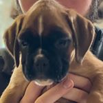 Profile Picture of Lucy Howard-Morison (@lucy_boxer_pup) on Instagram
