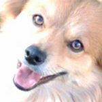 Profile Picture of Monica Willett (@zorro_gordo) on Instagram