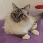 Profile Picture of Angelo Capuano (@angelo78) on Instagram