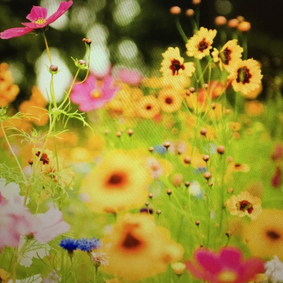 Profile Picture of My Nguyen (@mymymya) on Poshmark