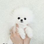 Profile Picture of Boujee Kim Jose Waidhofer (@boujee.kim.jose.waidhofer) on Instagram