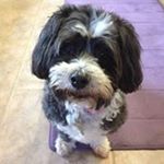 Profile Picture of Lori Kramer (@loribkramer) on Instagram