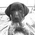 Profile Picture of Clayton Stump (Hi Tick Kennels) (@Clayton-Stump) on Facebook