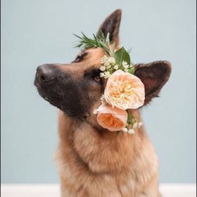 Profile Picture of LILY KRAMER (@kramer3527) on Pinterest