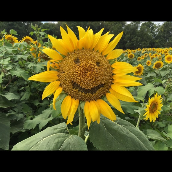 Dixie Borovicka - Poshmark Profile Picture of Dixie Borovicka (@dborovicka) on Poshmark