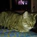 Profile Picture of Deborah Criss Buffington (@deborahcriss.buffington.5) on Facebook