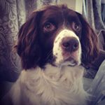 Profile Picture of Jimmy the English Springer (@jimmy_the_springer_spaniel) on Instagram